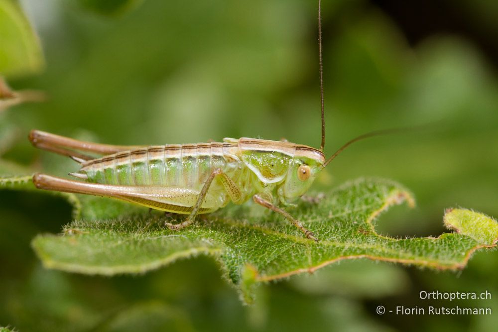 Larve von Modestana modesta - HR, Istrien, Pazin, 15.06.2014