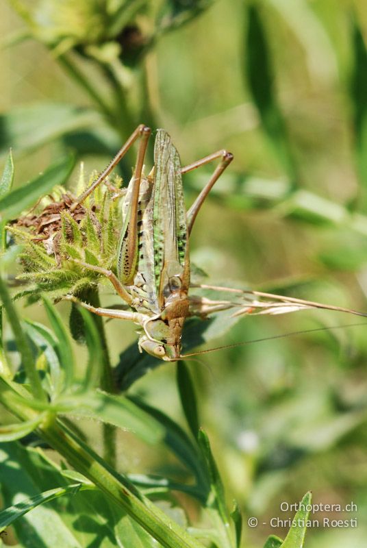 Gampsocleis glabra ♂ - AT, Niederösterreich, Ebergassing, 29.06.2008