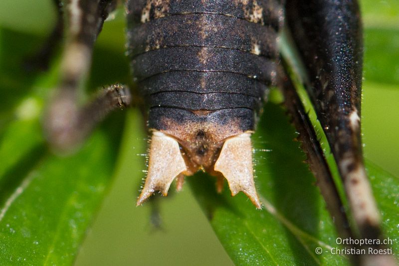 Hinterleibsende von oben von Antaxius pedestris ♂ - CH, TI, Monte Generoso, 16.08.2014