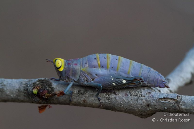 Kurzfühlerschrecke - SA, Limpopo, Mutale, Pafuri River Camp, 02.01.2015