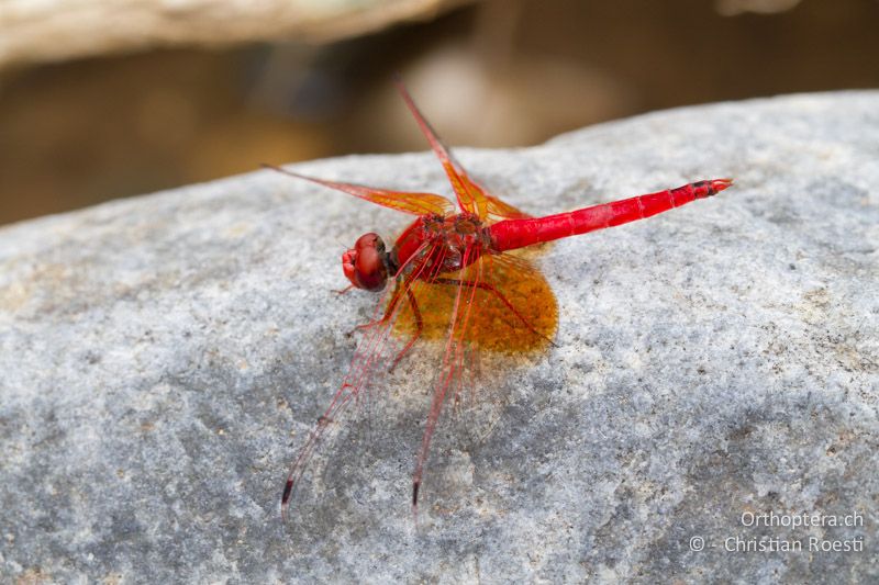 Trithemis kirbyi, Kirby's Dropwing ♂ - SA, Limpopo, Polokwane, Tudumo, 08.01.2015