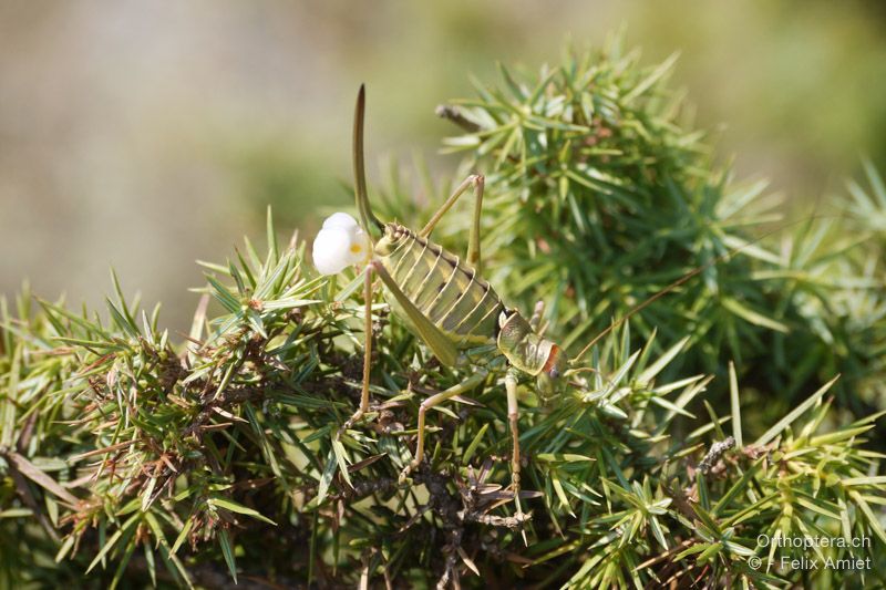 Balkan-Sattelschrecke, Ephippiger discoidalis - HR, Primorsko-goranska županija, Cres, Predošćica, 23.07.2015