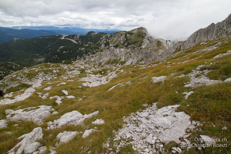 Karstige Bergwiesen - SLO, Goriška, Tolmin, Mt. Vogel, 19.09.2016