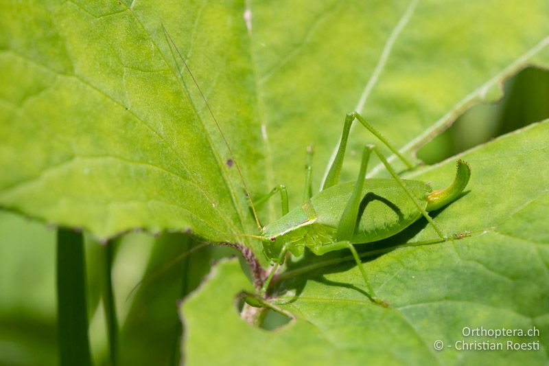 Isophya pienensis ♀ - RU, Transilvania, Harghita-Băi, 14.07.2020