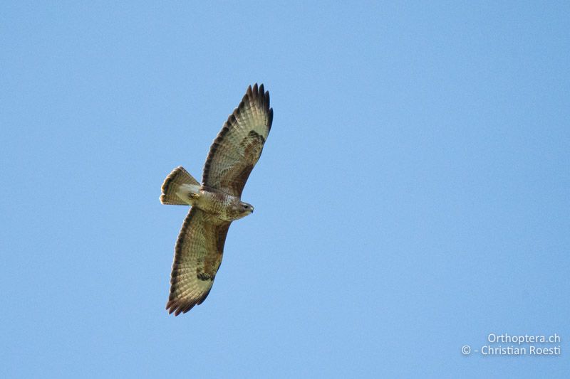 Mäusebussard