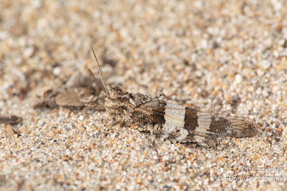 Oedipoda caerulescens ♂ - GR, Epirus, Preveza, 06.06.2024