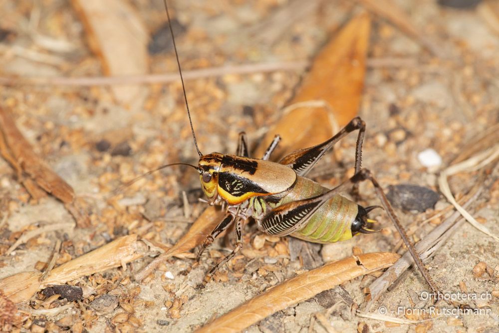 Eupholidoptera epirotica ♂ - GR, Westgriechenland, Anaktorio, 21.06.2024