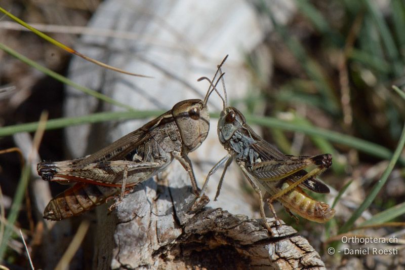 Stenobothrus grammicus bei der Balz - FR, Col des Portes, 06.07.2014