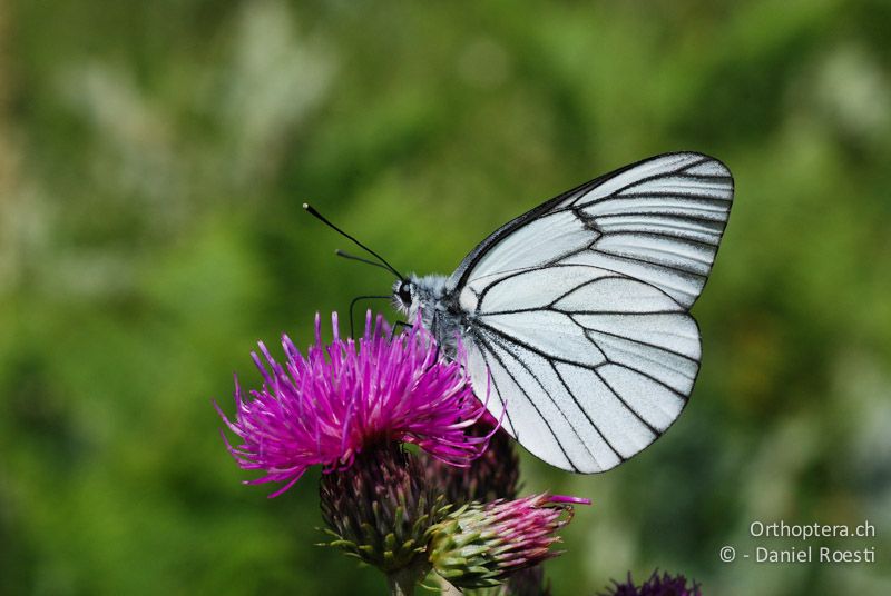 Baumweissling (Aporia crataegi) - GR, Westmakedonien, Mt. Vernon, 10.07.2013