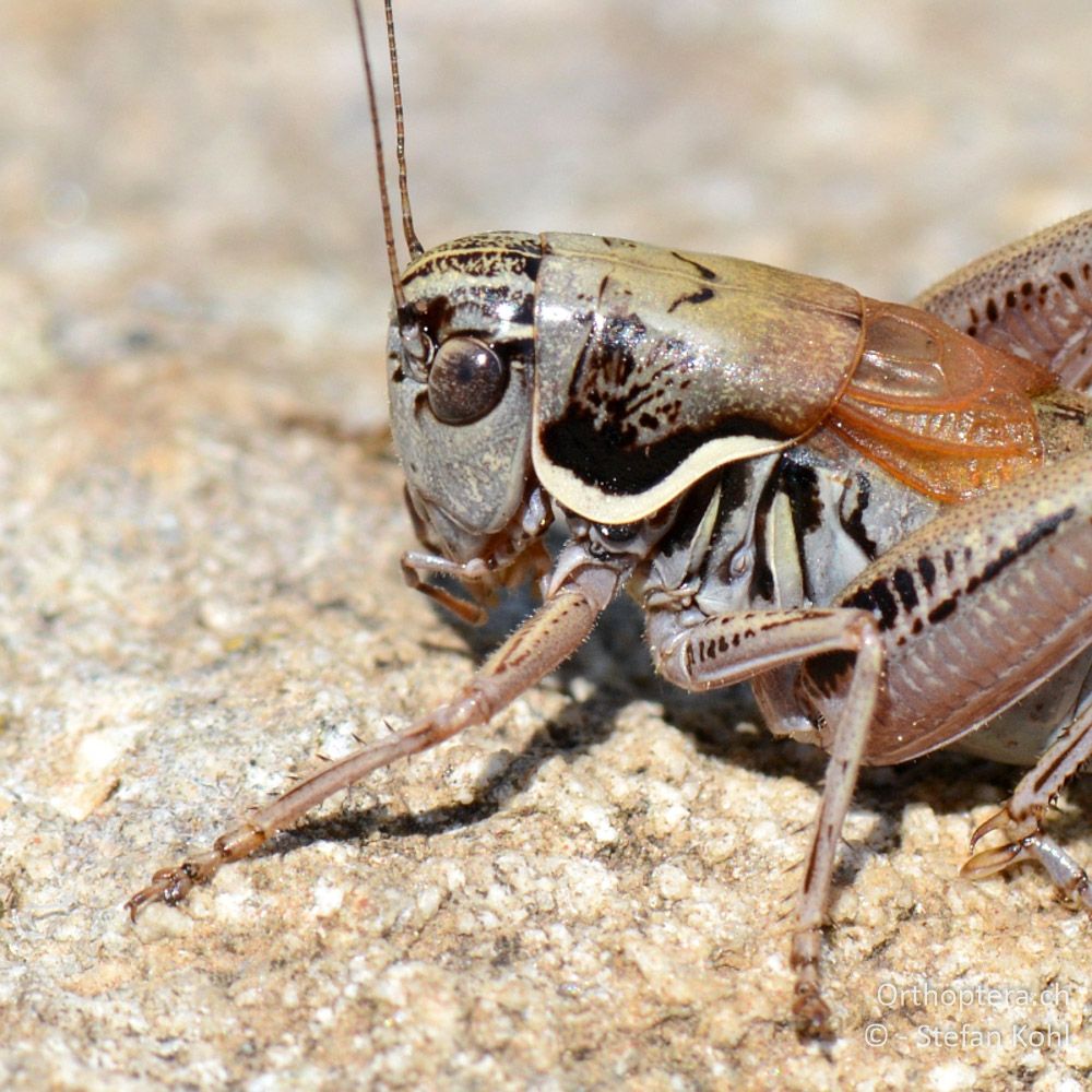 ♂ von Anterastes serbicus - GR, Ostmakedonien, Mt. Pangeon, 06.07.2013