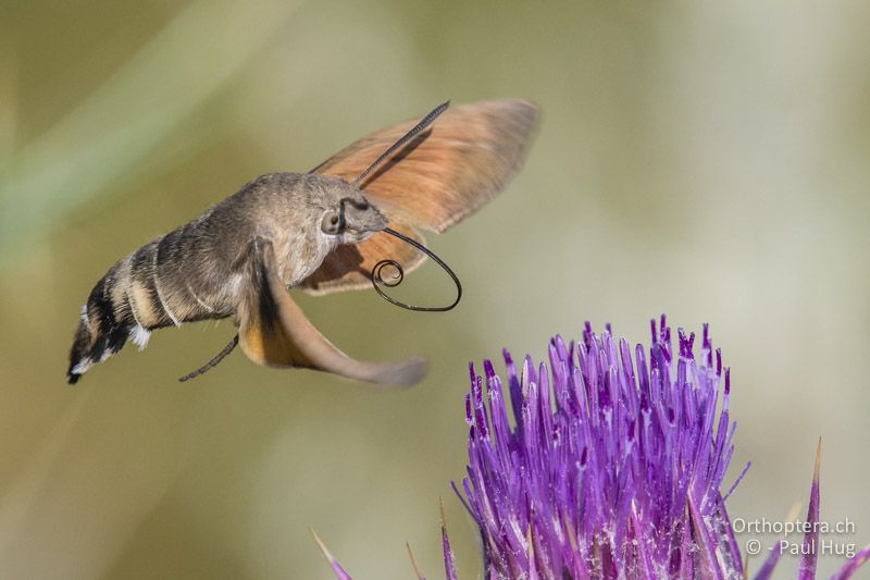 Taubenschwänzchen (Macroglossum stellatarum) beim Wegfliegen - GR, Zentralmakedonien, Mt. Vrondous, 09.07.2017