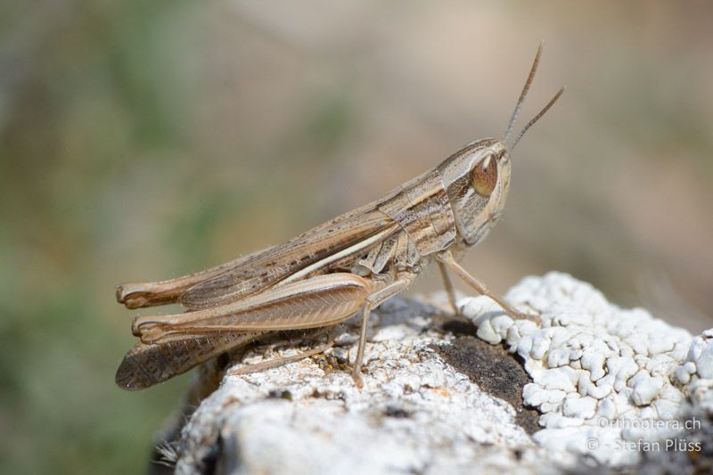 Euchorthippus elegantulus ♀ - FR, Col des Portes, 06.07.2014