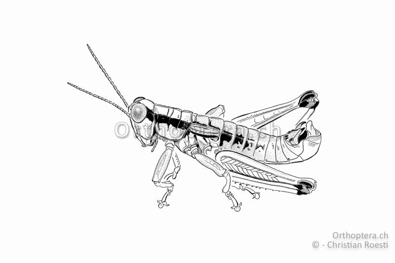 Habitus von Odontopodisma schmidtii ♂