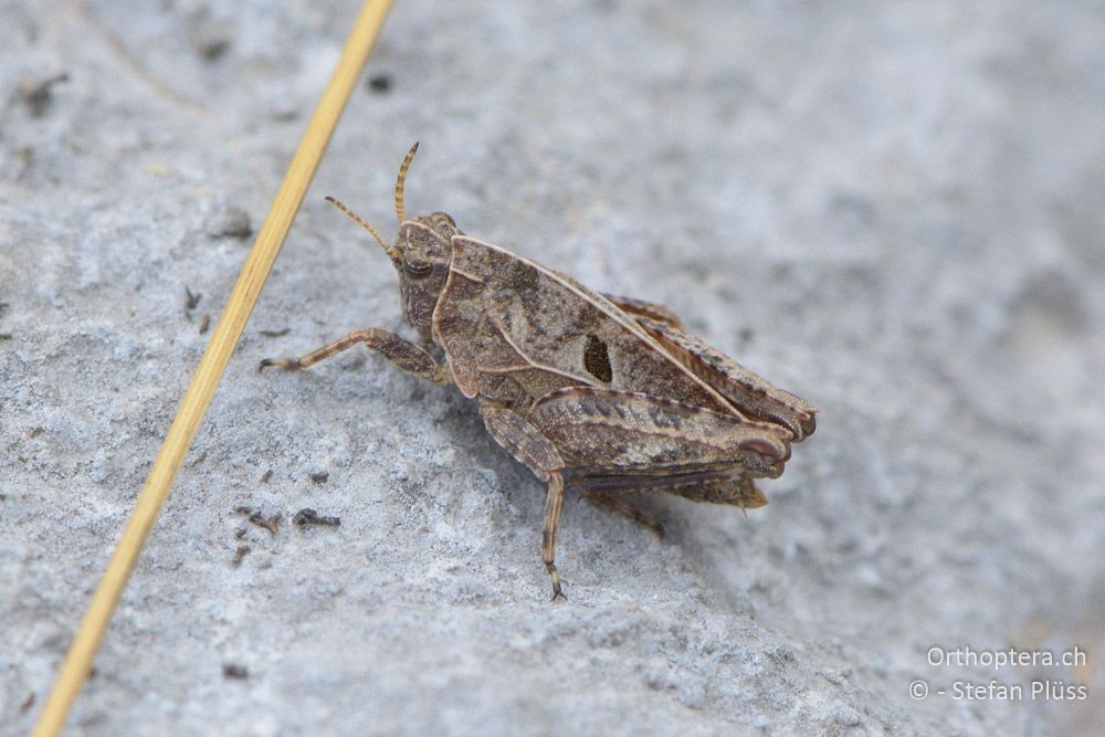 Tetrix bipunctata ♂ Larve - HR, Istrien, Račja Vas, Dol, 24.07.2015