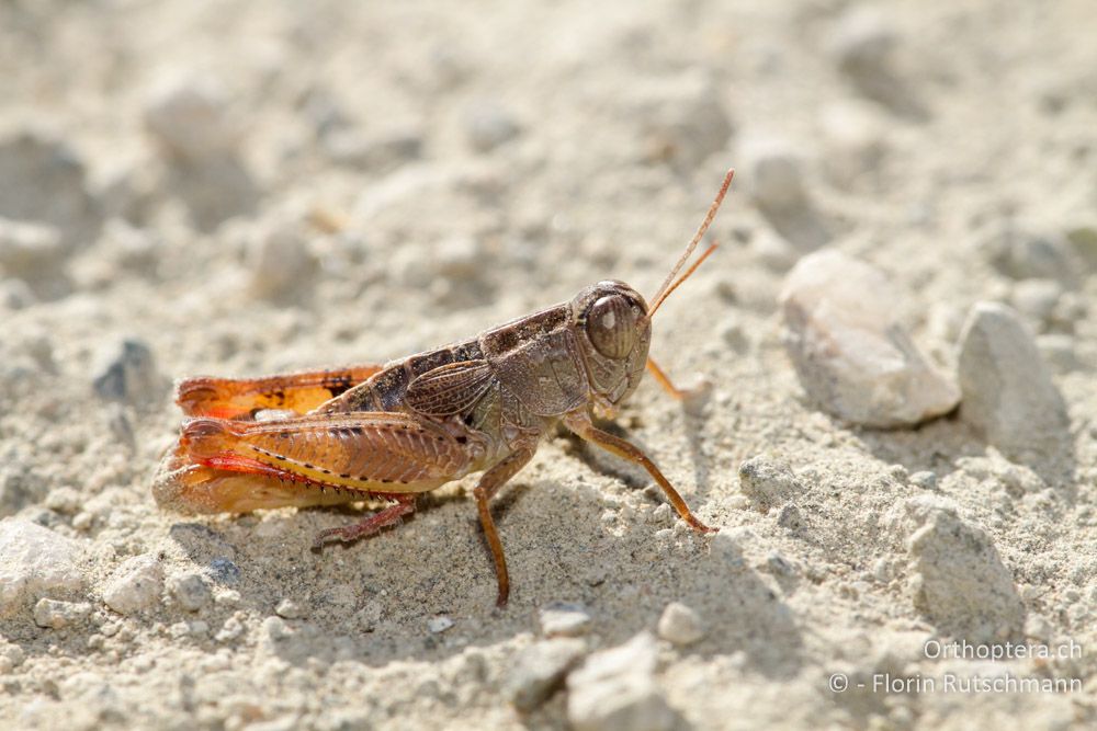 Männchen von Paracaloptenus caloptenoides - Mt. Vernon, 17.07.2011