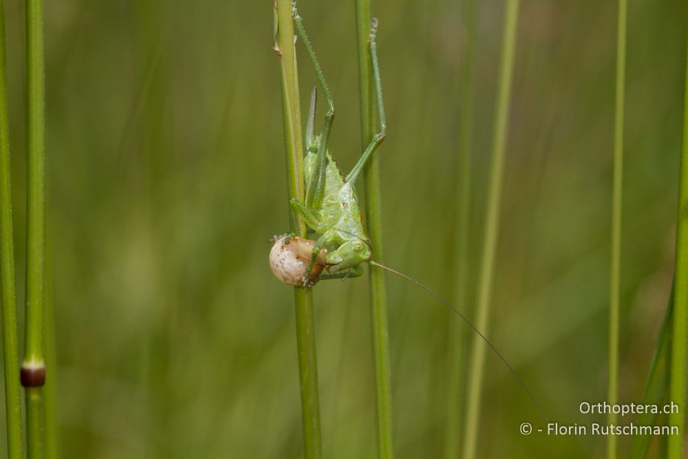 Larve von Tettigonia cf. viridissima nimmt Feuchtigkeit aus dem Schleim einer juvenilen Gehäuseschnecke auf. Das Heupferd hat mehrfach leicht in den Weichkörper gebissen und anschliessend den austretenden Schleim aufgenommen - SI, Obalno-kraška, Kozina, 09.06.2014