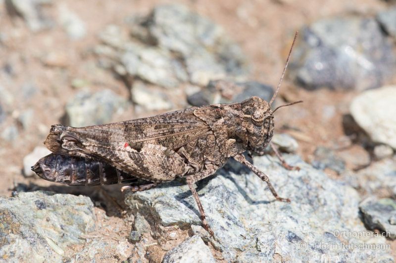 Celes variabilis ♀ - GR, Mittelgriechenland, Ypati, 14.06.2015