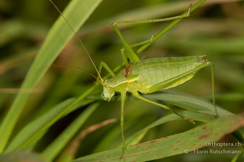 Isophya camptoxypha ♂ - AT, Niederösterreich, Mödling, 09.07.2016