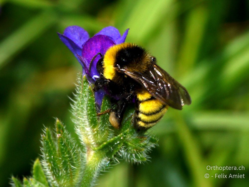 Bombus zonatus - GR, Zentralmakedonien, Kerkini-See, 08.07.2013