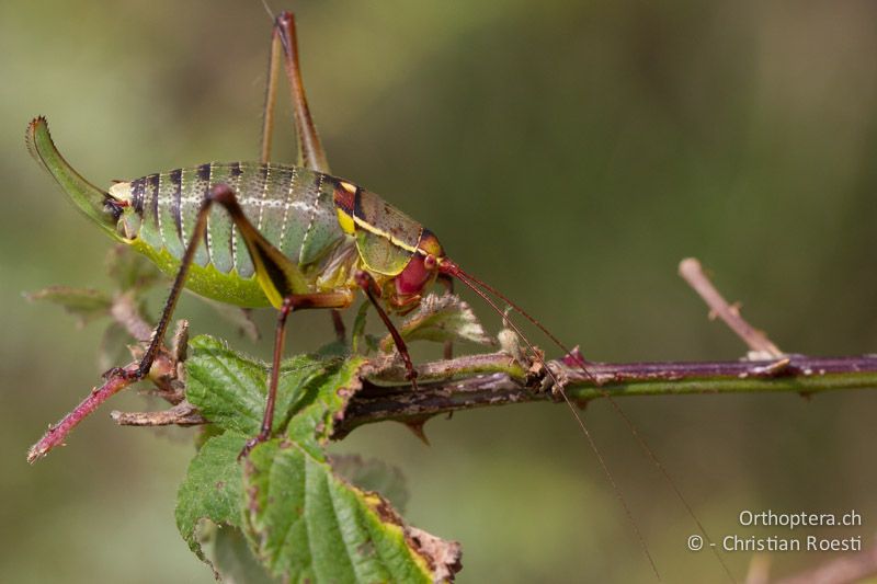 Barbitistes yersini ♀ - HR, Istrien, Trget, 05.06.2014