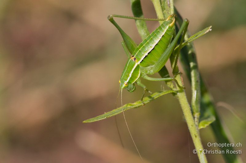 Poecilimon elegans ♂ - HR, Lika-Senj, Sibinj Krmpotski, 06.06.2014