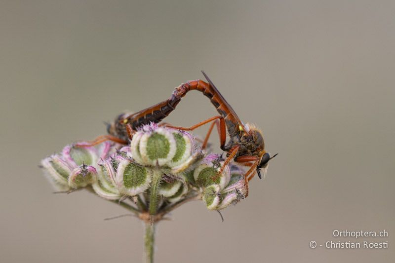 Rote Raubfliege (Asilidae) bei der Paarung - FR, Ginasservis, 06.07.2014