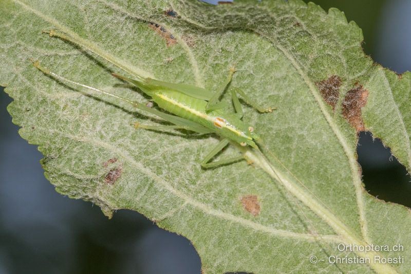 Meconema meridionale ♀ - HR, Istrien, Pazin, 21.07.2015