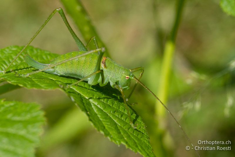 Poecilimon schmidti ♀ - SLO, Osrednjeslovenska, Ljubljana, Flughafen, ex situ, 15.07.2016