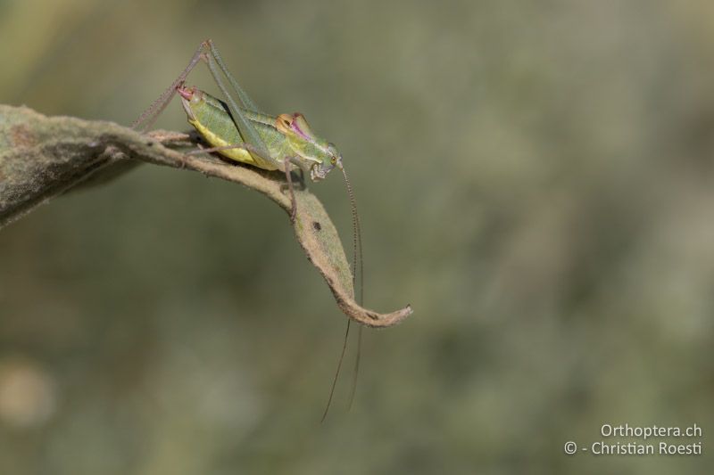 Buntschrecke (Poecilimon ebneri) ♂ - GR, Westmakedonien, Pisoderi am Mt. Varnous, 12.07.2017