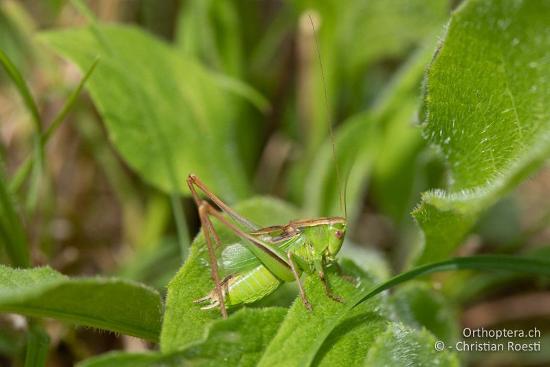 Bicolorana bicolor ♂ - CH, AG, Hausen, 10.08.2021