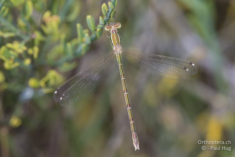 Lestes barbarus - GR, Zentralmakedonien, Korinos, 15.07.2017