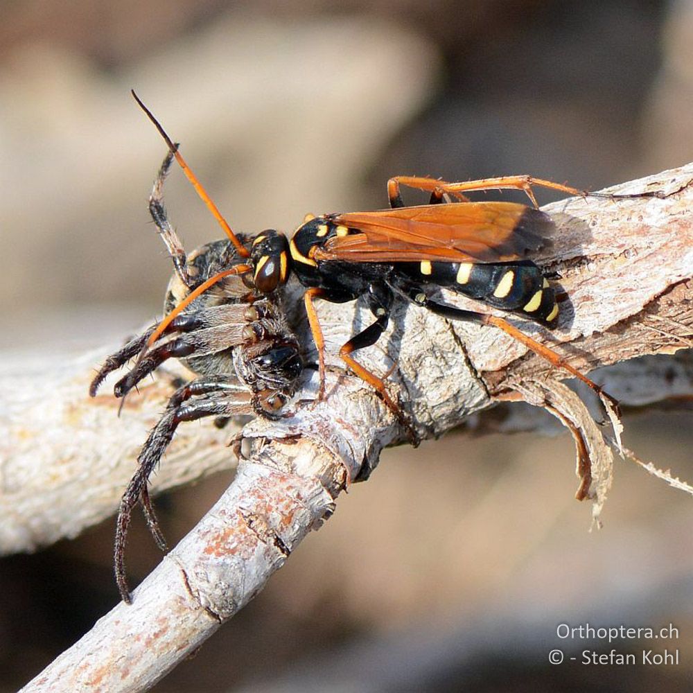 ♀ von Batozonellus lacerticida mit Spinne - GR, Zentralmakedonien, Kerkini-See, 07.07.2013