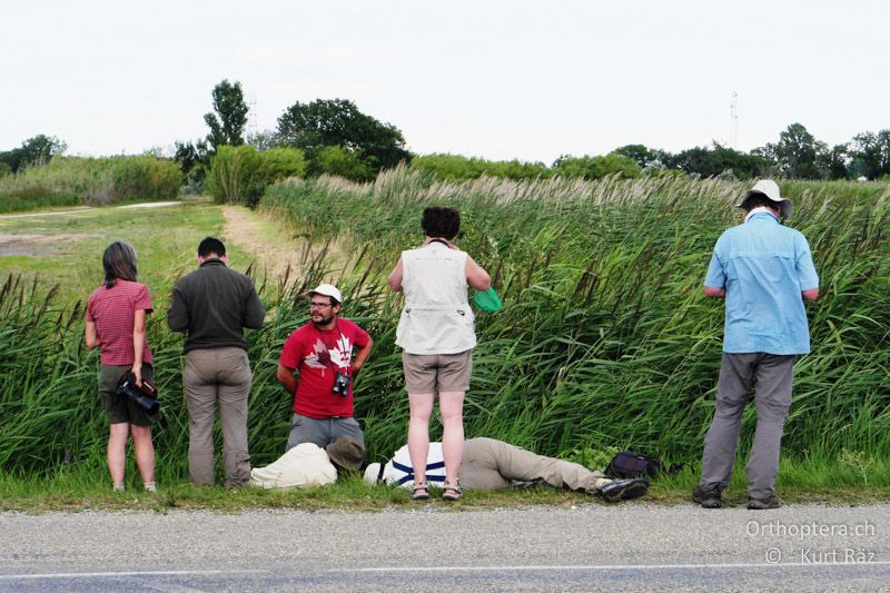 Nein, nein, kein Unfall! Da gibt es nur ein Heuschrecklein im Strassengraben - FR, Camargue, 09.07.2014