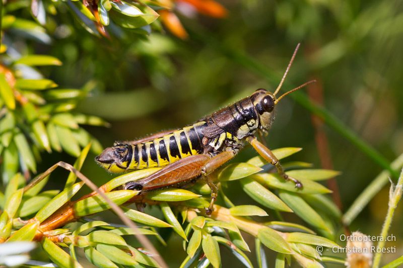 Podisma pedestris ♂ - CH, VS, Riederfurka, 03.08.2007