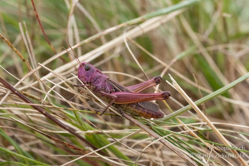 Heidegrashüpfer (Stenobothrus lineatus) ♀ - AT, Niederösterreich, Ebergassing, 08.07.2018