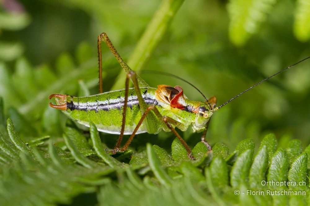 Poecilimon gracilis - Mt. Vernon, 17.07.2011