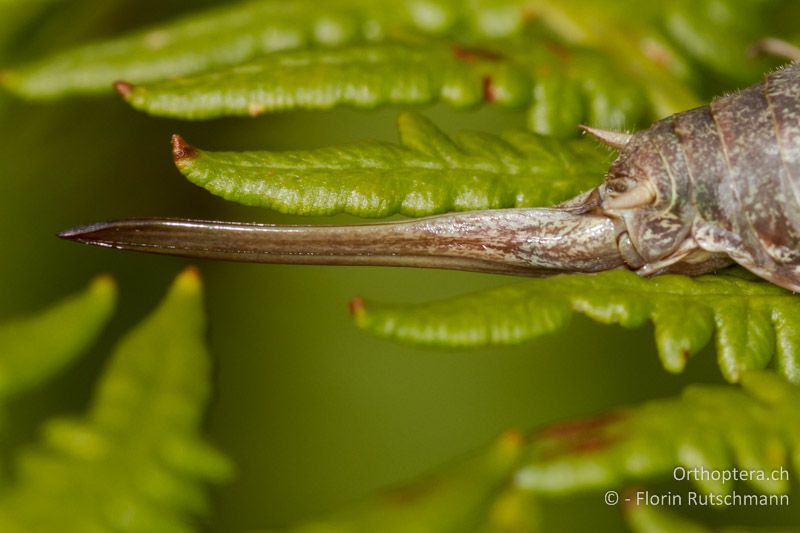 Legebohrer eines ♀ von Antaxius pedestris - CH, TI, Mugena, 18.09.2013