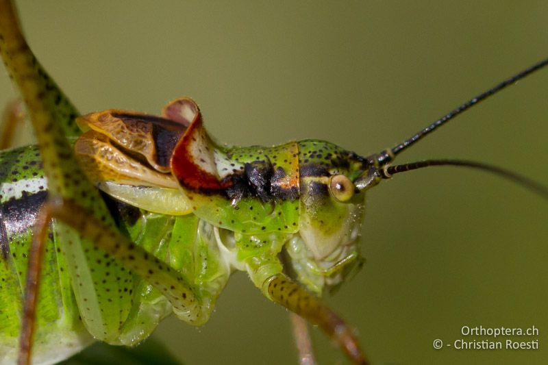 Vorderkörper ♂ - GR, Westmakedonien, Mt. Vernon, 10.07.2013