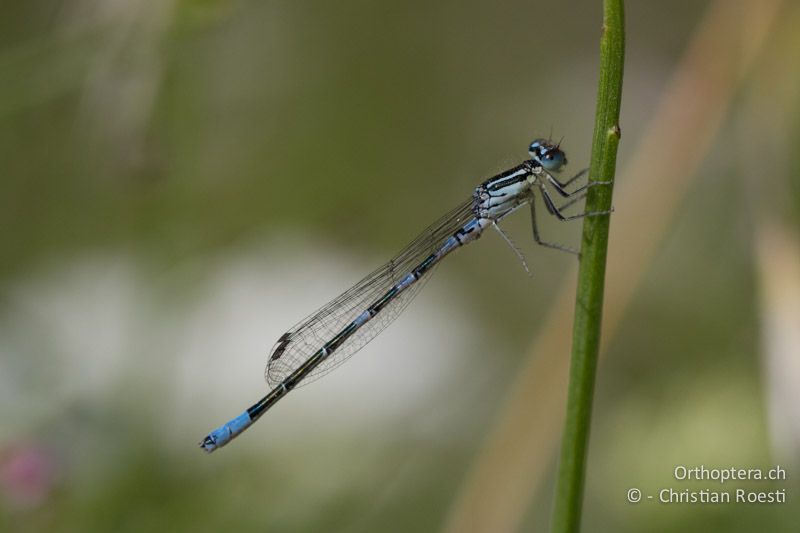 Junges ♂ der Gabel-Azurjungfer (Coenagrion scitulum) - HR, Primorje-Gorski, Krk, 07.06.2014