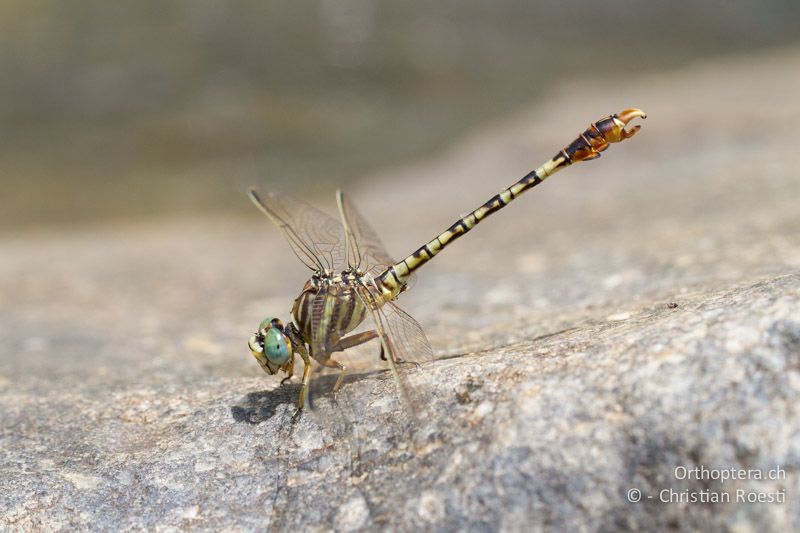 Crenigomphus hartmanni, Hartmann's Talontail ♂ - SA, Limpopo, Polokwane, Tudumo, 08.01.2015