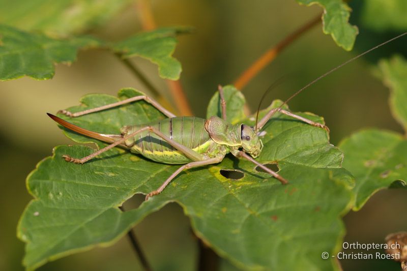 Ephippiger ephippiger ♀ - AT, Niederösterreich, Pfaffstätten, 15.09.2016