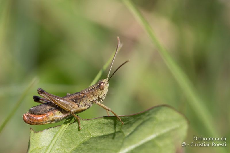 Chorthippus oschei ♂ - GR, Westmakedonien, Kleiner Prespasee, 13.07.2017