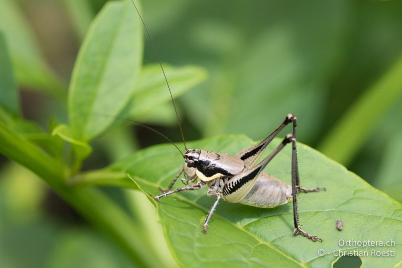 Parapholidoptera castaneoviridis ♂ - BG, Chaskowo, Matochina, 09.07.2018