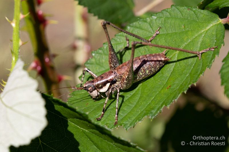 Rhacocleis annulata ♂- CH, SO, Nuglar, ex situ, 08.09.2020