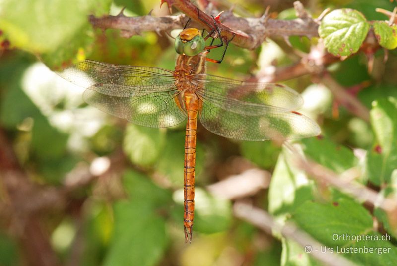 ♂ von Aeshna isoceles sucht in den Brombeeren Schutz vor dem Wind - FR, Raphele, 08.07.2014