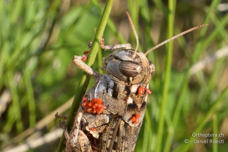 Schönschrecke (Calliptamus barbarus) übersät mit Milben - FR, Rians, 06.07.2014