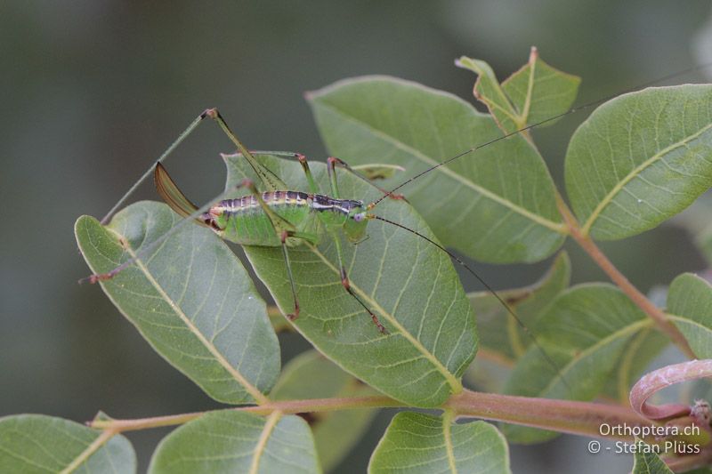 Andreiniimon nuptialis ♀ - GR, Zentralmakedonien, Makrygialos, 14.07.2017