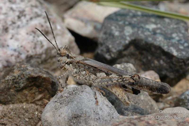 Acrotylus patruelis ♂ - CH, TI, Arzo, 13.09.2006