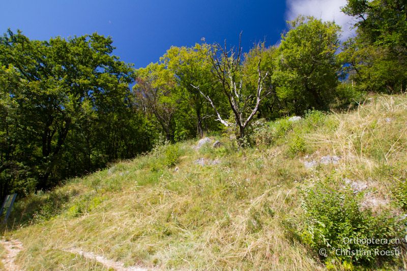 Trockenwarme, sonnenexponierte Waldlichtung - CH, TI, Mt. Caslano, 02.09.2013