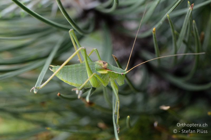 Isophya pyrenaea ♂ - FR, Mont Ventoux, 04.07.2014